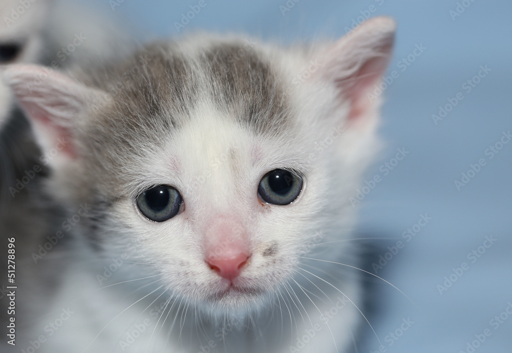 CHATON CHATON