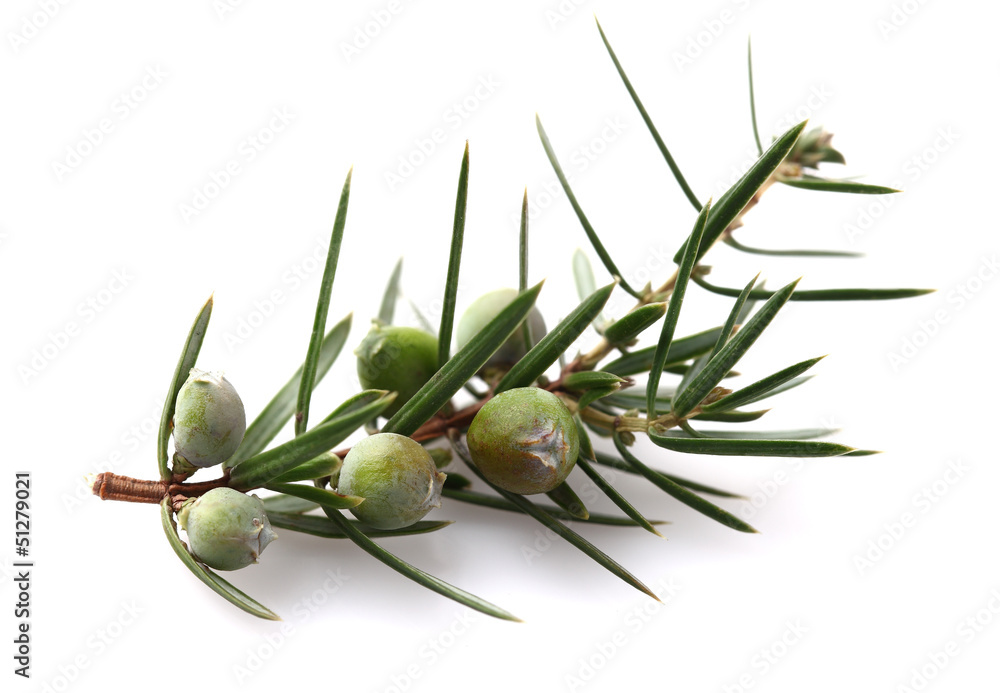 Fototapeta premium Juniper branch in closeup