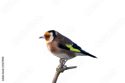 Goldfinch © BAHADIR YENICERI