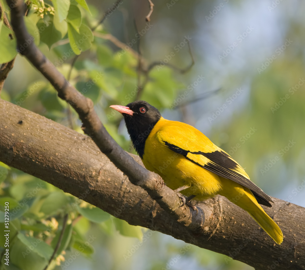 Fototapeta premium Black-Headed Oriole (Oriolus Xanthornus)
