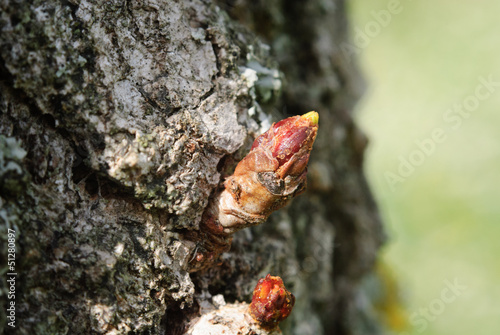 Gemma di albero