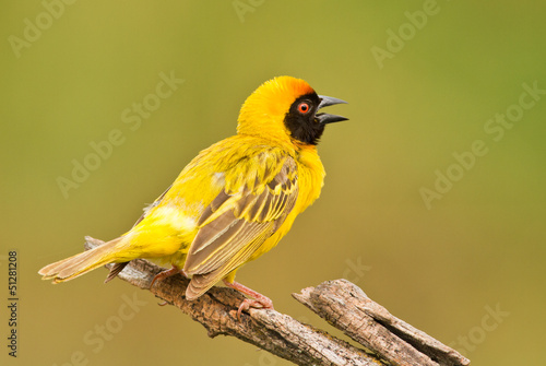 Fototapeta masked weaver