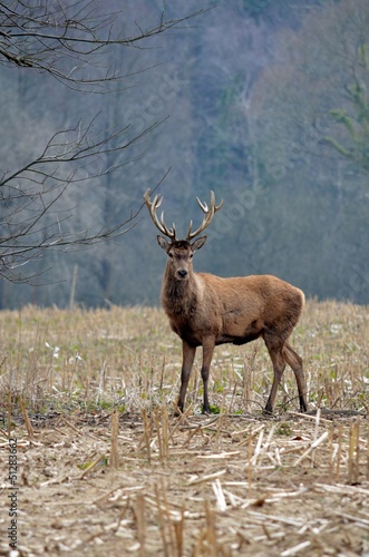A Wild Red Deer Stag