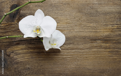 Fototapeta Naklejka Na Ścianę i Meble -  White orchid flower