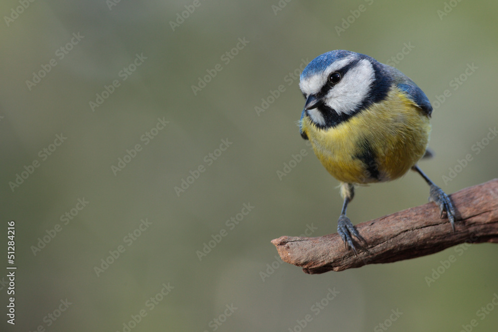 Obraz premium Herrerillo común