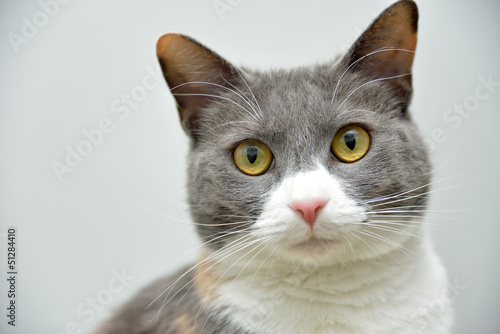 Adorable cat portrait