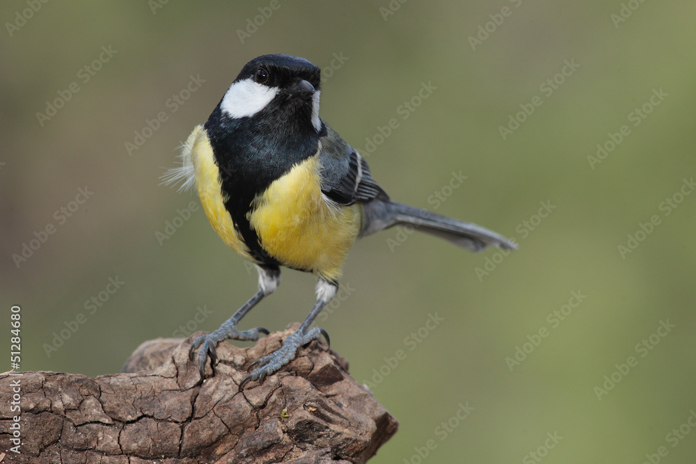 Fototapeta premium Carbonero común