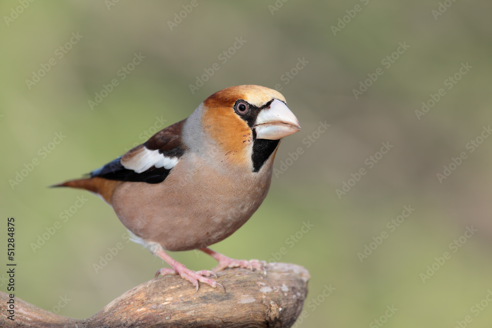 Fototapeta premium Picogordo en un tronco