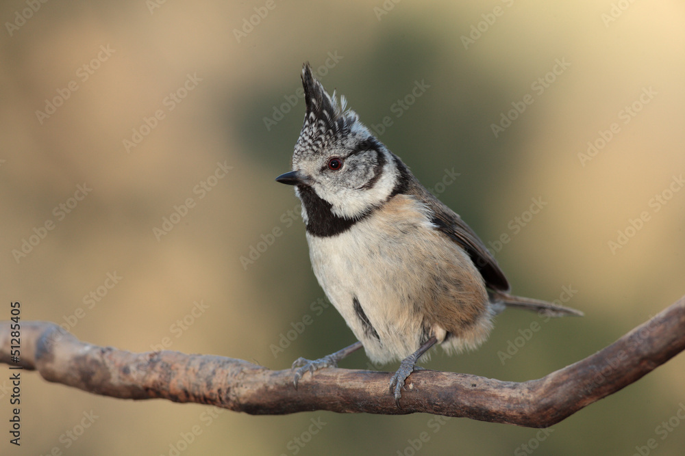 Fototapeta premium Herrerillo capuchino