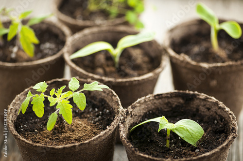 Seedlings growing in peat moss pots photo