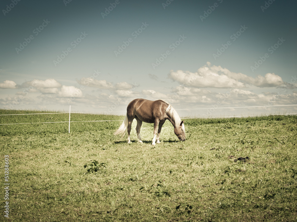 Fototapeta premium Pferd auf der Weide 173