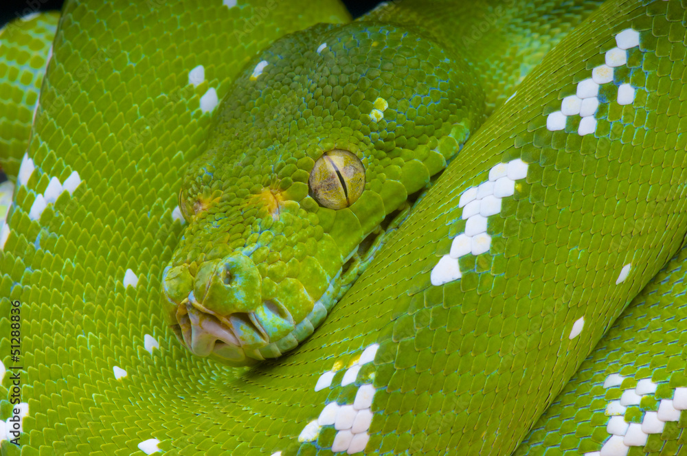 Fototapeta premium Green tree python / Morelia viridis