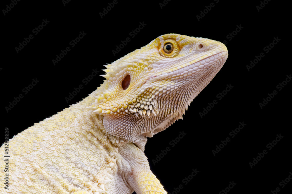 Naklejka premium Leucistic bearded dragon / Pogona vitticeps
