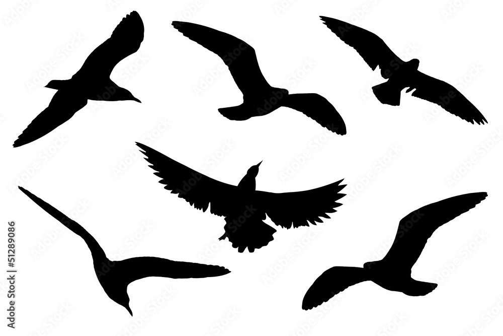 Fototapeta premium Silhouette of the birds on white background