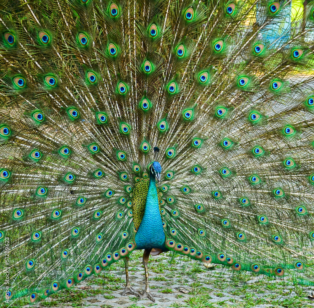 Fototapeta premium Portrait of Peacock with Feathers Out
