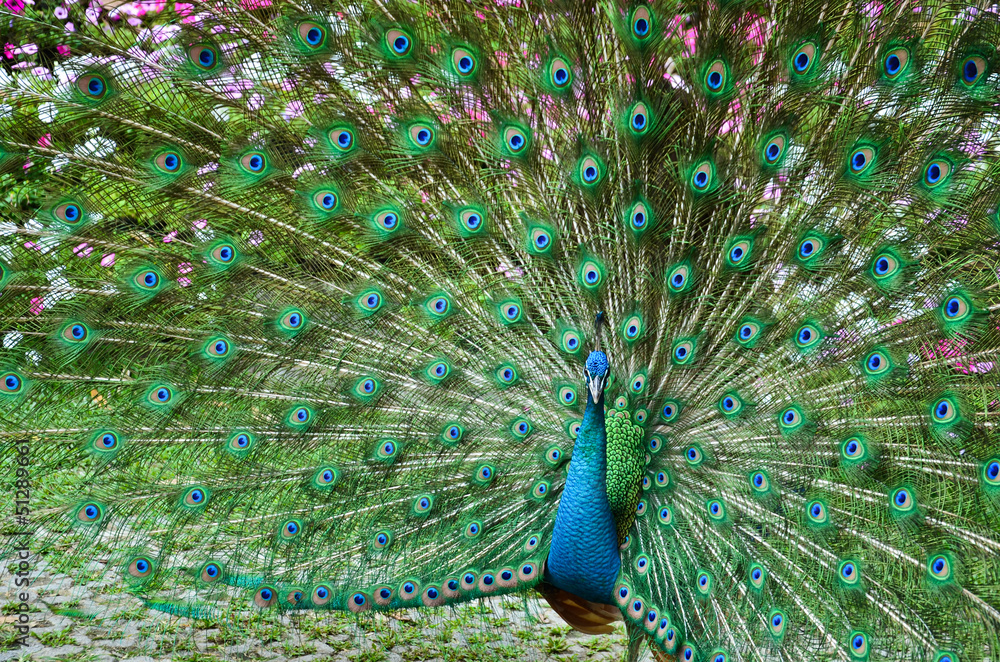 Fototapeta premium Portret pawia z piórami