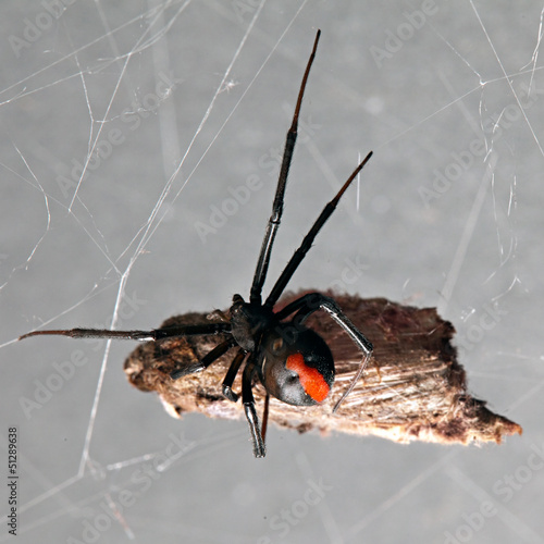 Spider, Red-back with prey suspended in its web