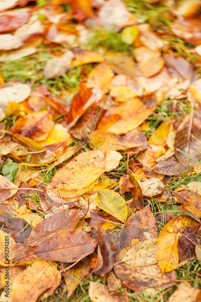 autumn leaves on ground for background autumn leaves on ground for background