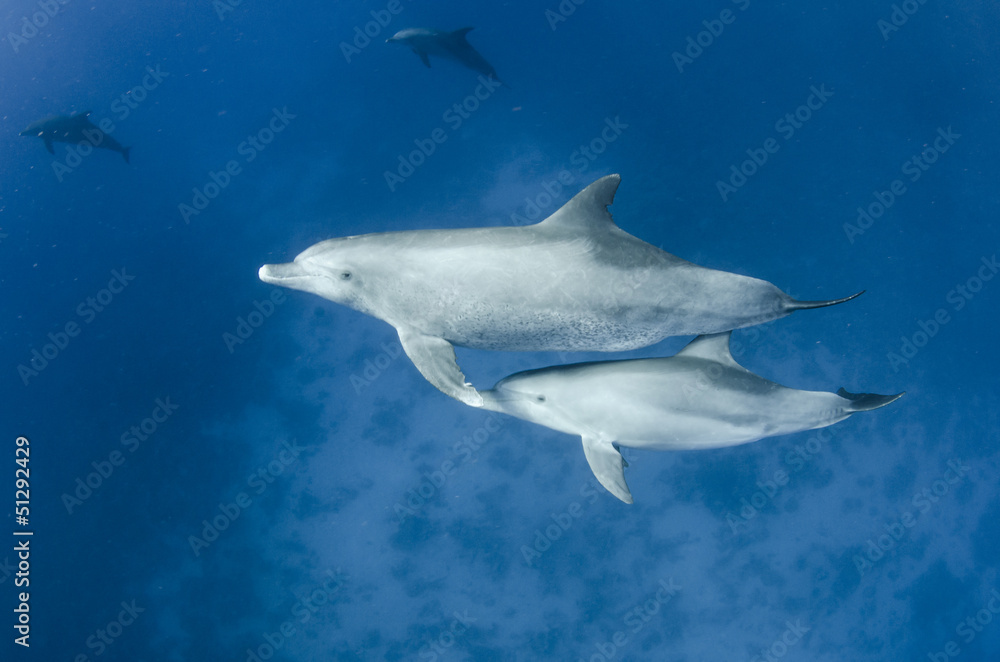 Fototapeta premium female dolphin swims with young dolphin