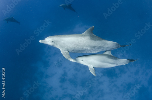 female dolphin swims with young dolphin