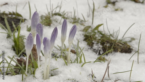 Spring bulbs flowering in fresh snow photo