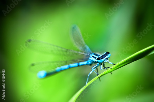 Dragonfly outdoors © SL photo
