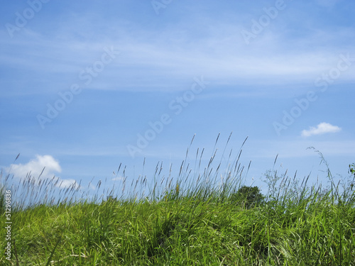 green grass blue sky background