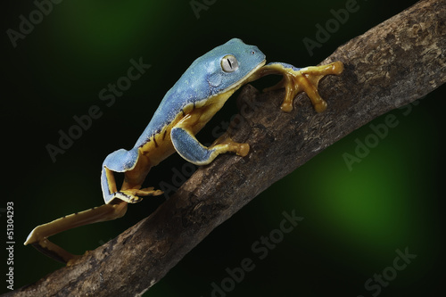 Tropical tree frog climbing