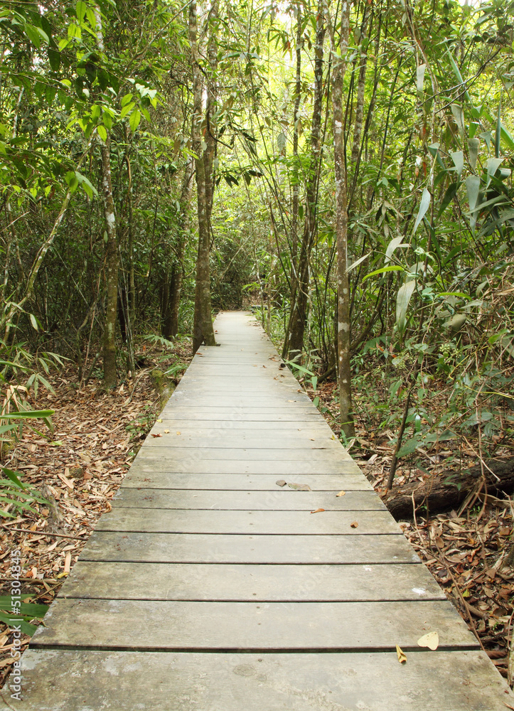 wooden boardwalk in forest wooden boardwalk in forest