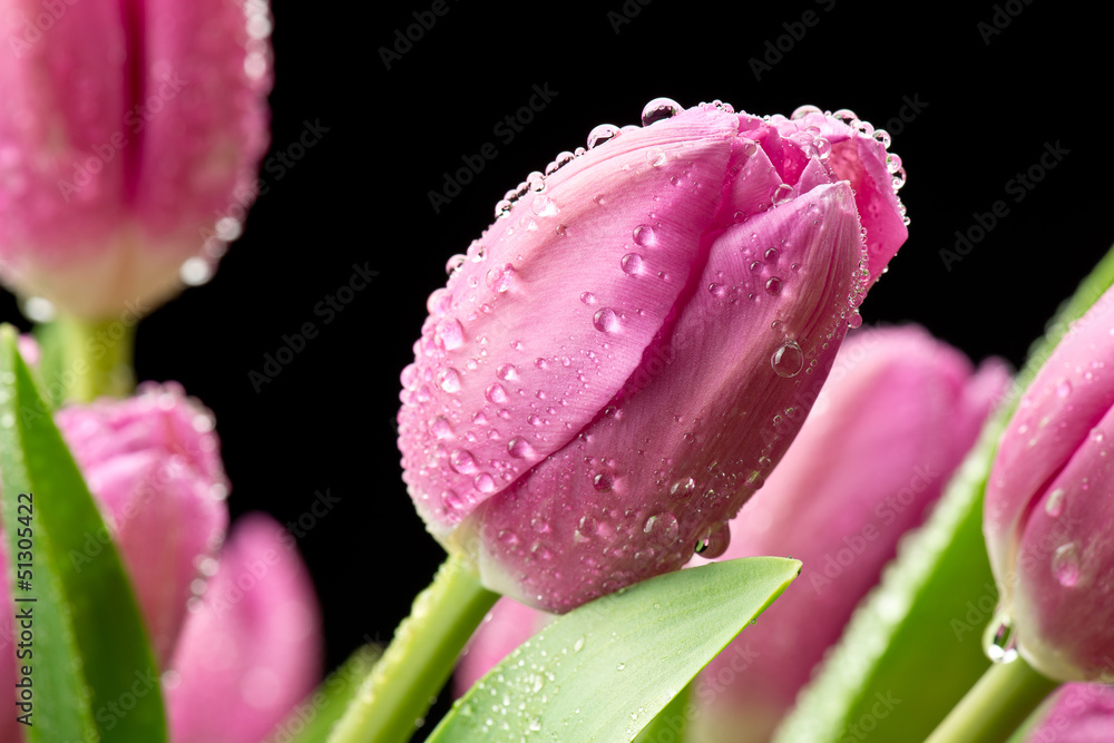 Obraz premium Tulipany na czarnym tle