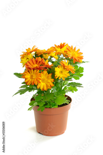 Fototapeta Naklejka Na Ścianę i Meble -  Orange chrysanthemum