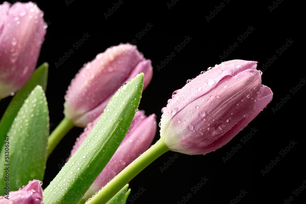 Fototapeta premium Tulipany na czarnym tle