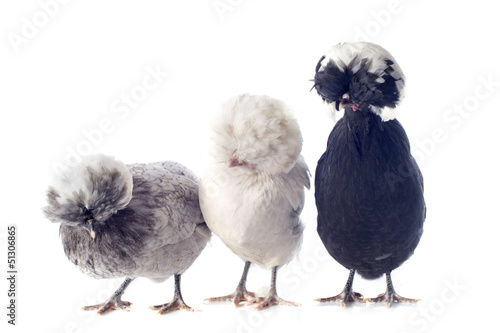 poules hollandaises