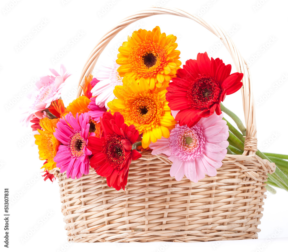 Bouquet of fresh colorful gerbera daisies in a basket isolated o
