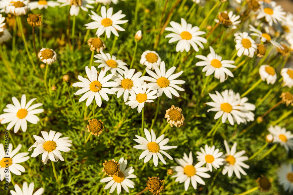 Camomile Camomile