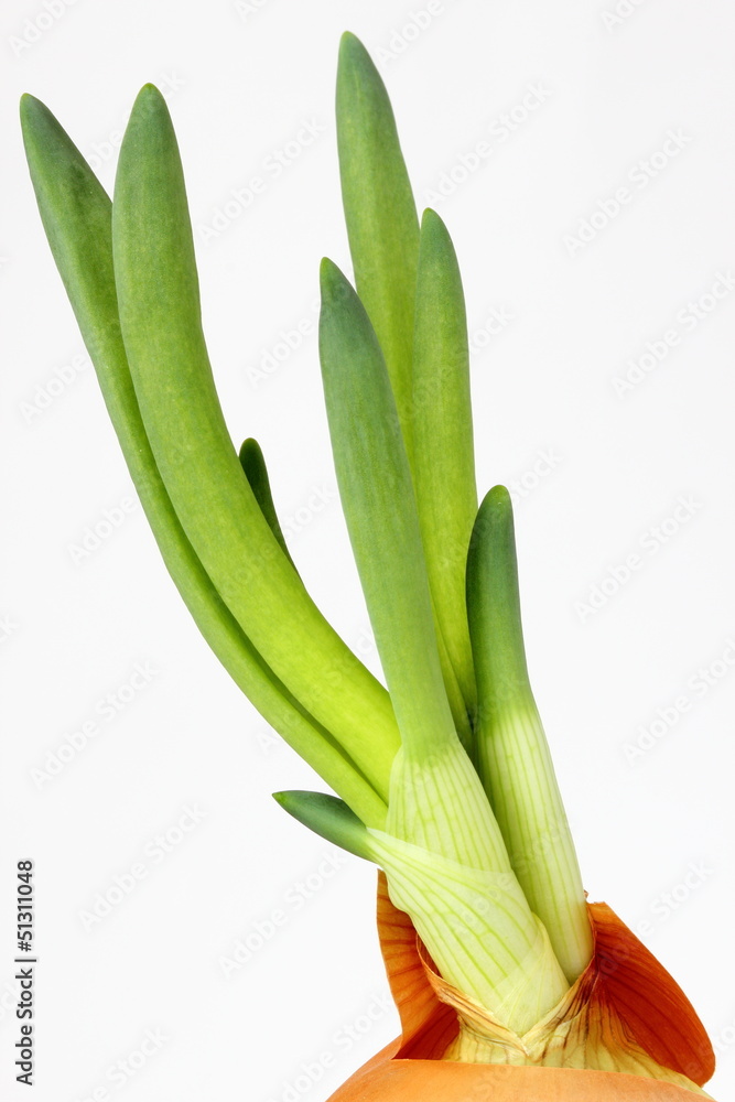 Obraz premium Growing onion