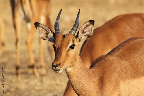 Impala, common - A young ram from Africa