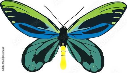 Butterfly