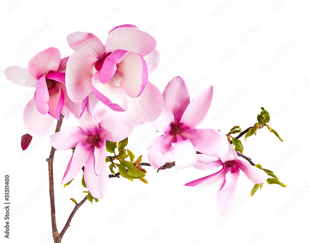 Naklejka premium magnolia flower on white