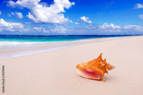 Muschel am tropischen Strand.