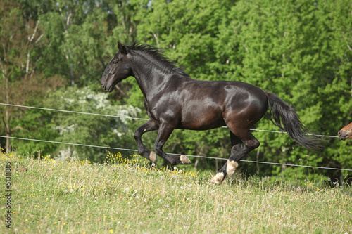 Fototapeta Naklejka Na Ścianę i Meble -  black kladruber horse running in past blossom dandelions