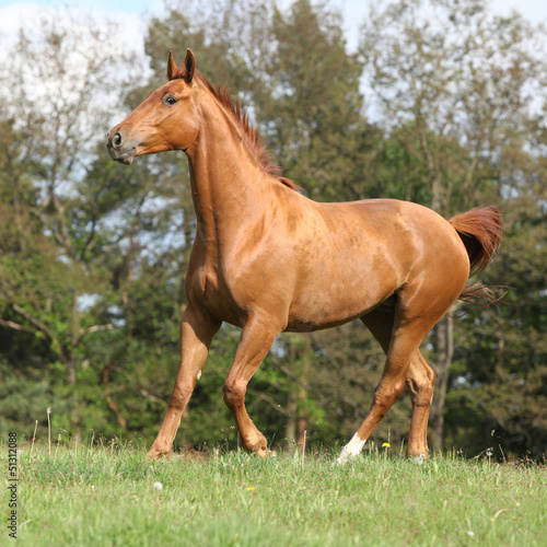Galloping horse with beautiful chestnut color on pasturage
