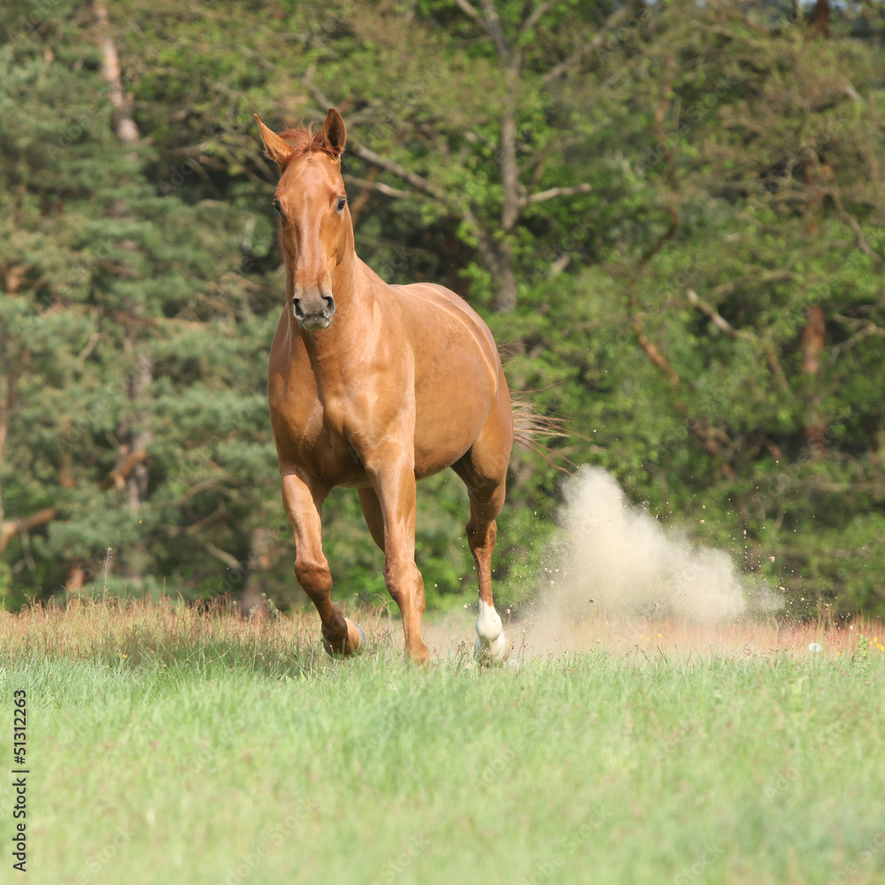Nice chestnut horse running in freedom and making the dust