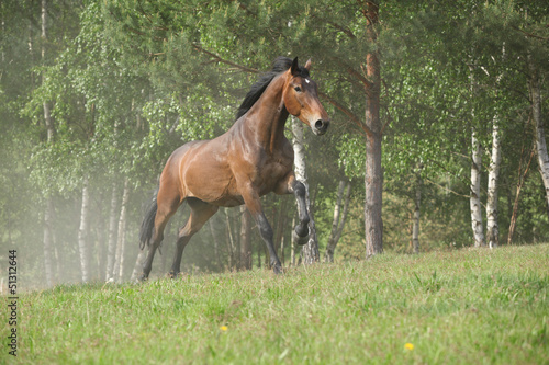 Brown horse running and making some dust in front of the forest