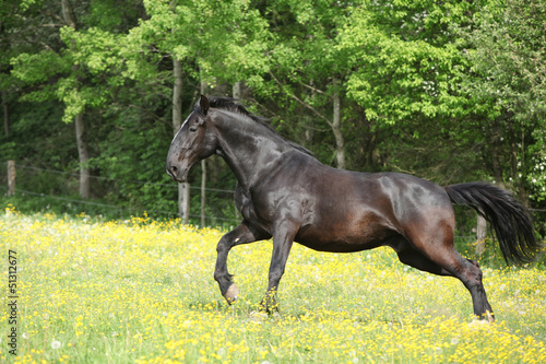 Fototapeta Naklejka Na Ścianę i Meble -  Kladruber running in yellow flowers on pasturage