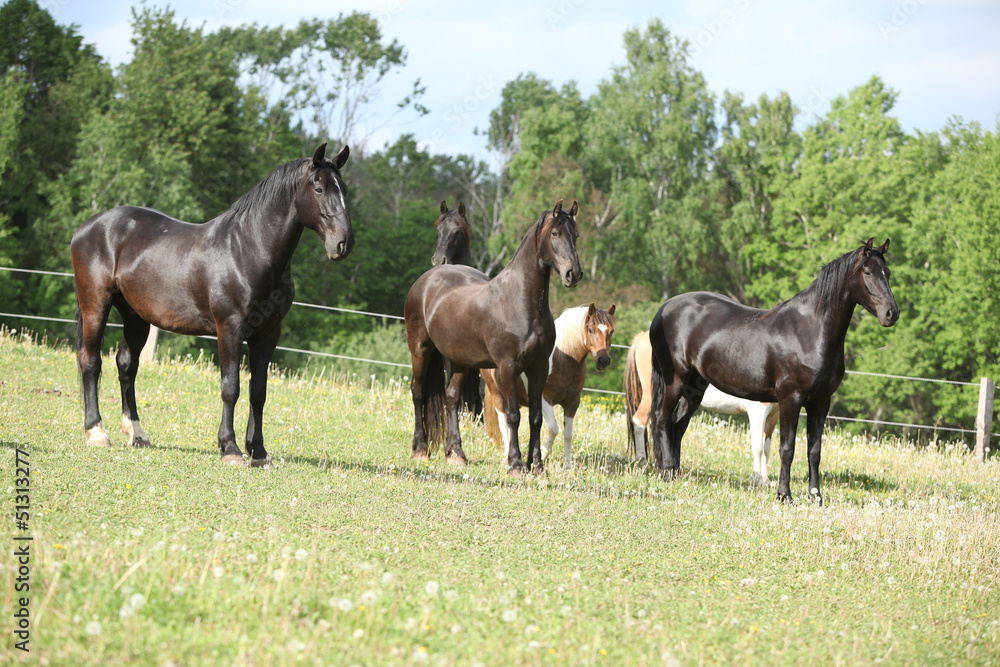 Batch of horses on pasturage Batch of horses on pasturage