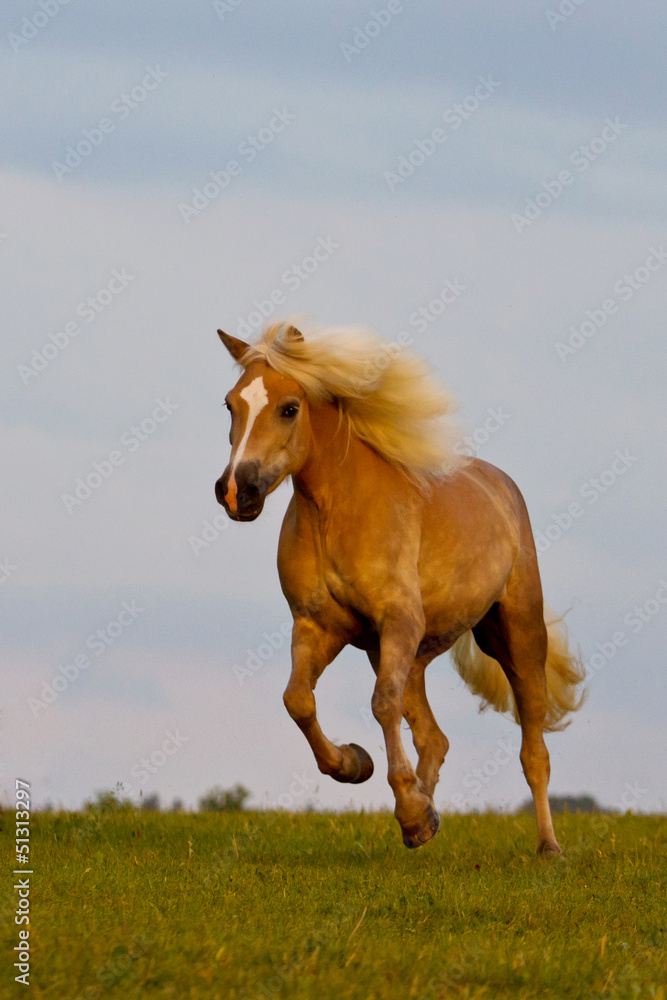 Fototapeta premium Haflinger