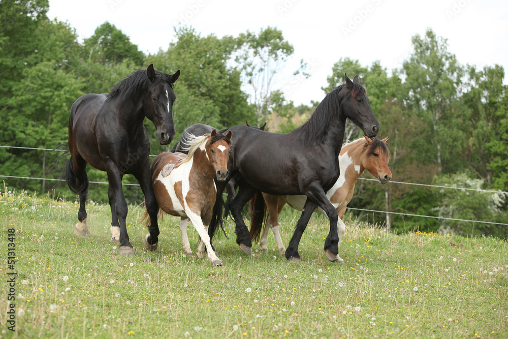 Batch of small and big horses running