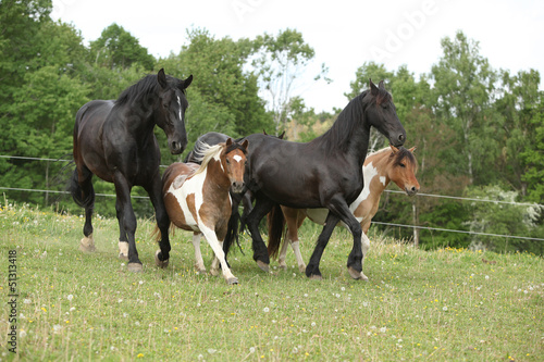 Batch of small and big horses running