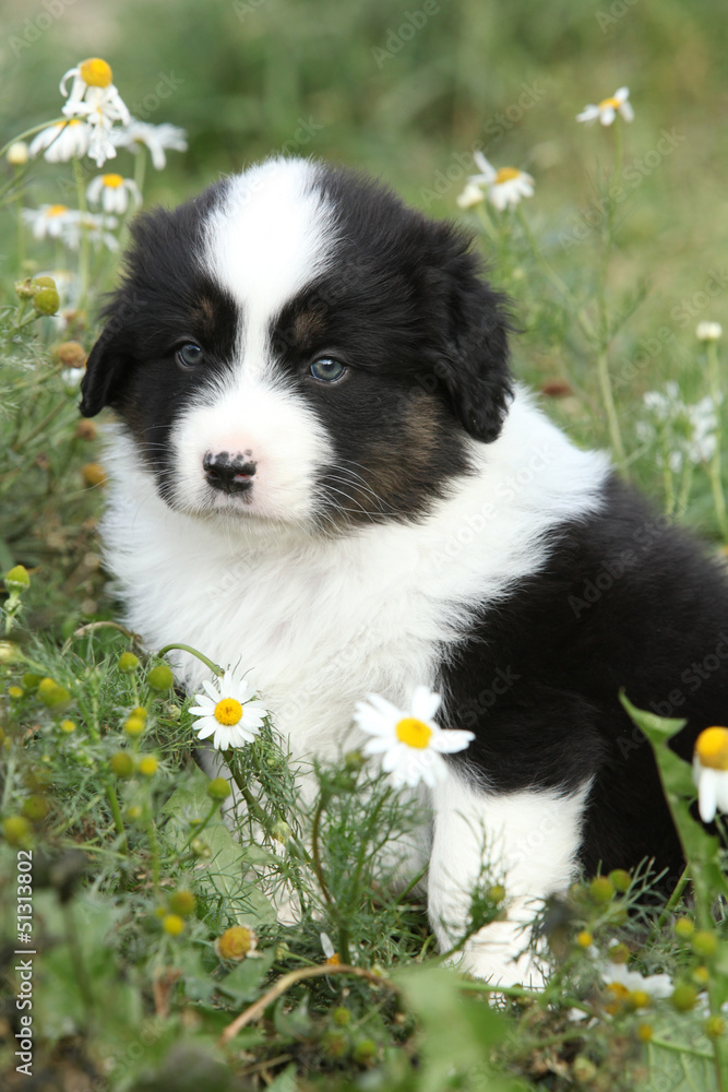 Nice little puppy of australian shepherd in flowers Nice little puppy of australian shepherd in flowers